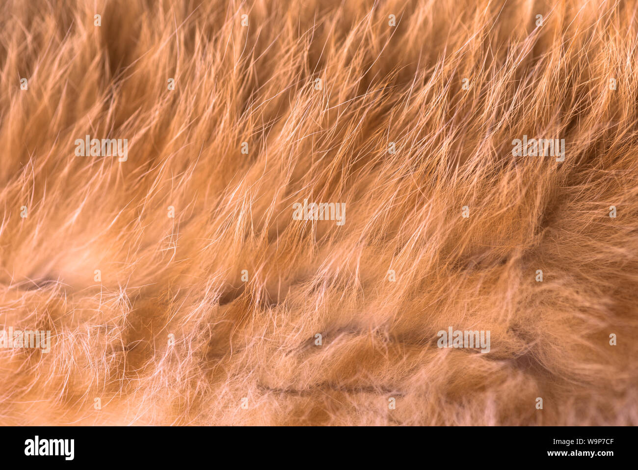 La texture de la fourrure rayée rouge d'un jeune chat Banque D'Images
