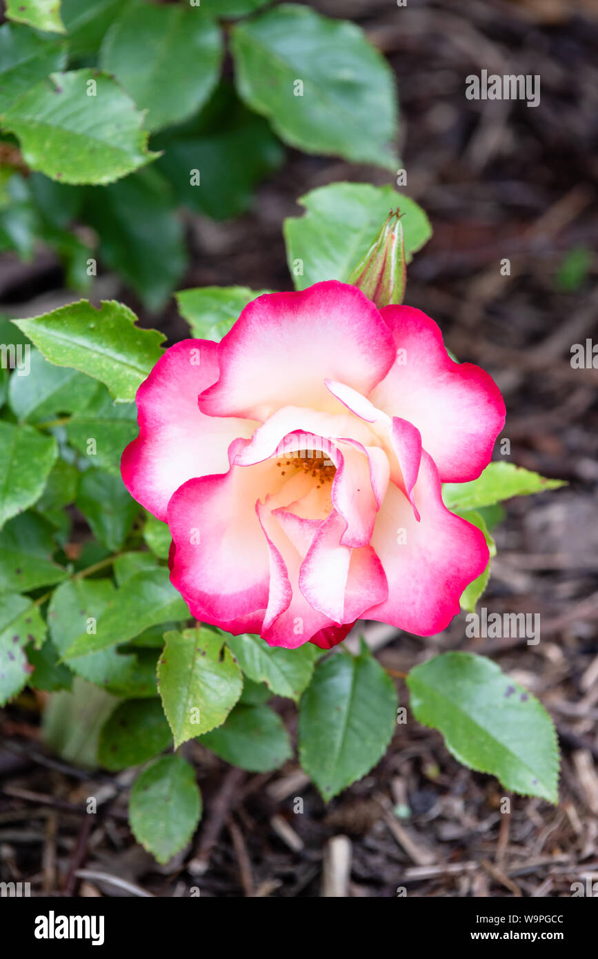 Rosa 'Girl' Anniversaire Banque D'Images