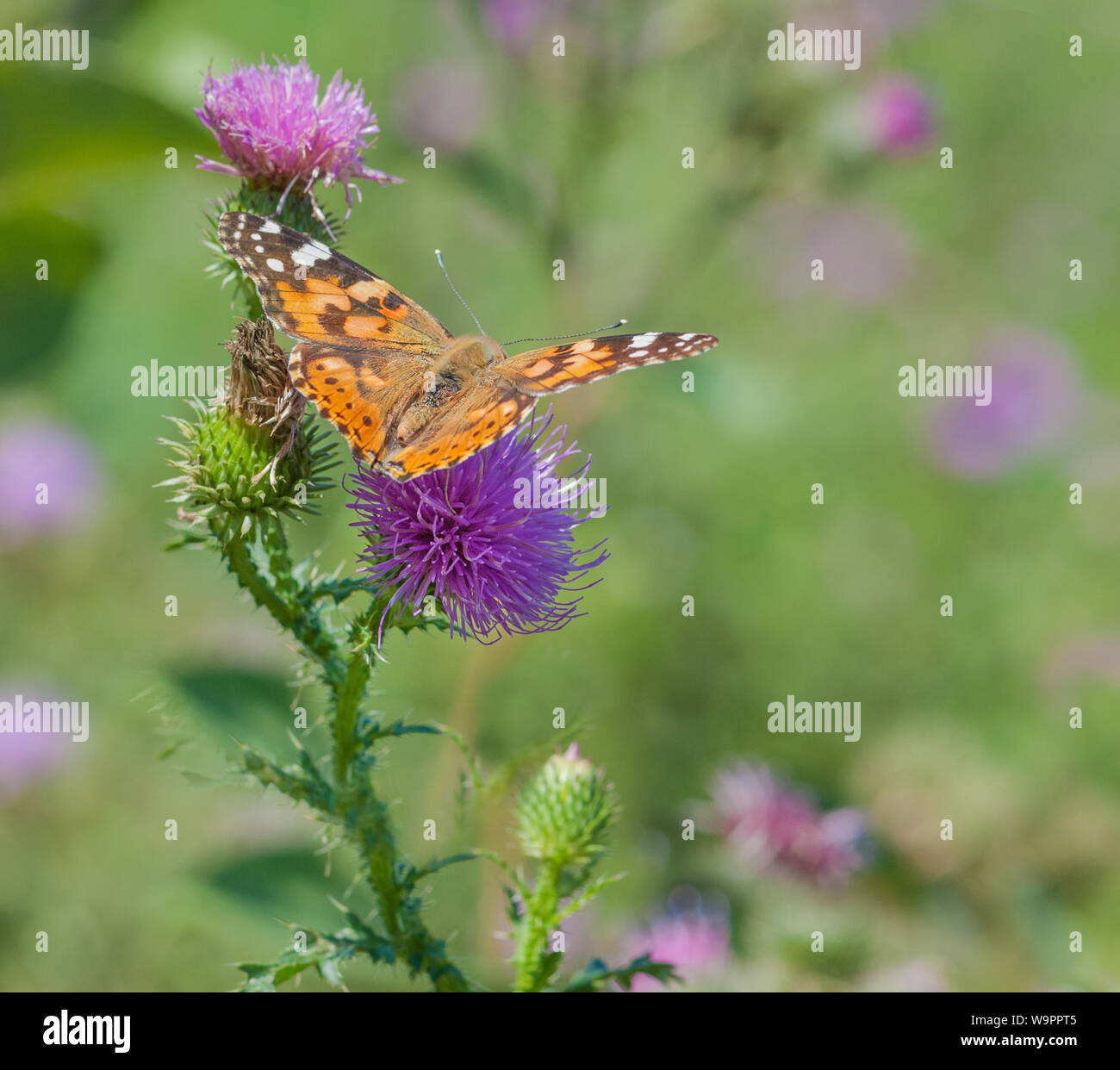 Papillon orange grande européenne belle dame (Vanessa cardui) Boissons de nectar de fleur chardon rose en été meadow Banque D'Images