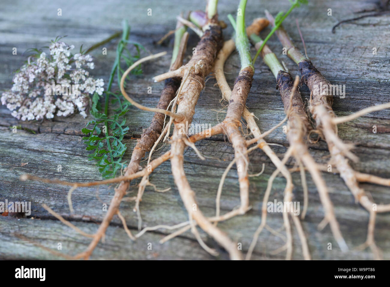 Wilde Möhre, Wurzel, Wurzeln, Wilde-Möhre Wurzelernte-Wurzeln,, Möhre, Daucus carota, Daucus carota subsp. carota, la carotte sauvage, la carotte, le nid d'oiseau, b Banque D'Images