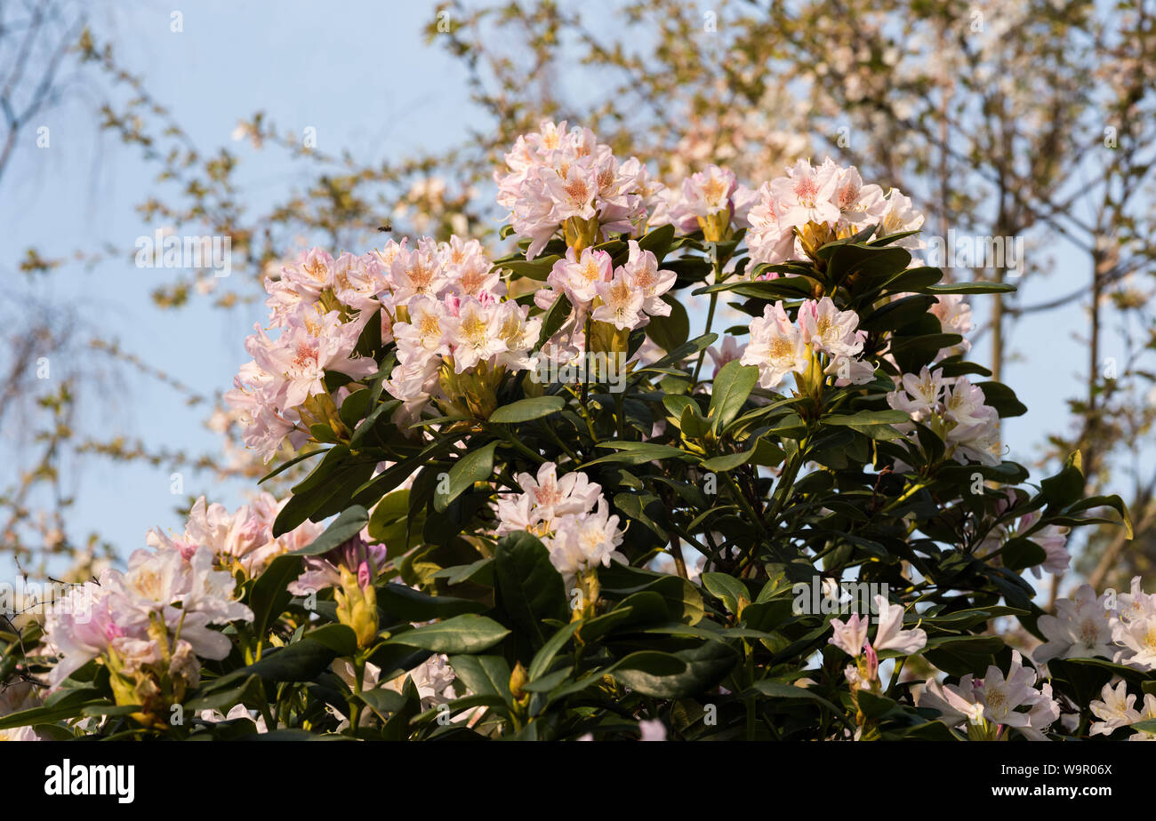 Rhododendrons blancs avec des taches jaune doré. Banque D'Images