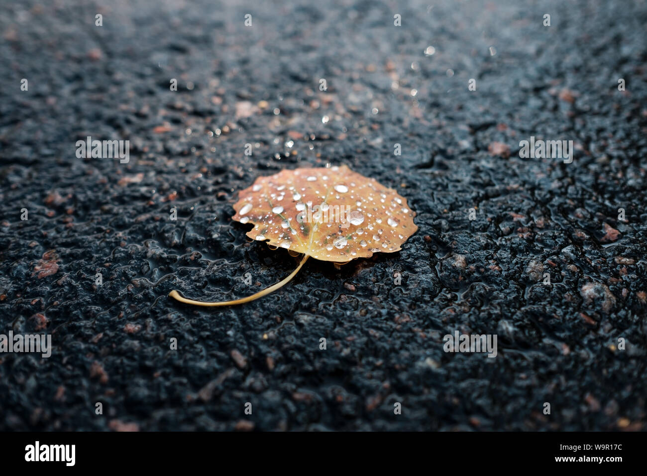 Petite feuille d'automne jaune sur l'asphalte. Banque D'Images