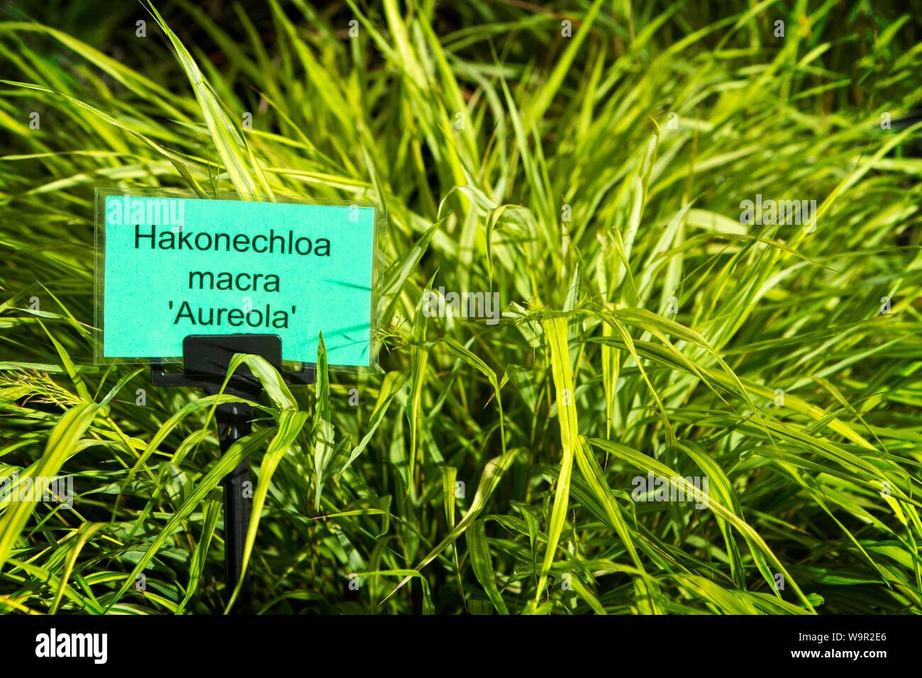Hakonechloa macra aureola herbes herbe Banque D'Images
