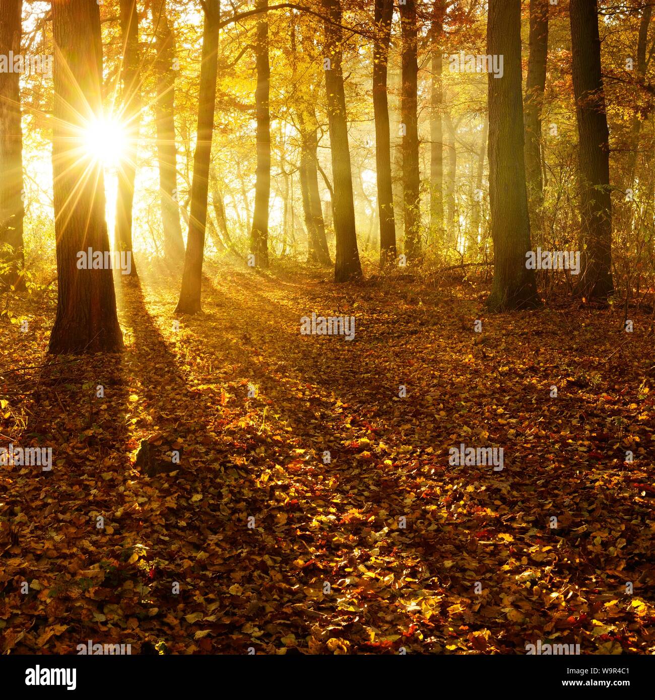 Soleil brille à travers les forêts naturelles de chênes (Quercus) et de hêtres (Fagus) en automne, les feuilles colorées couvrent la terre, Ziegelrodaer Forst Banque D'Images