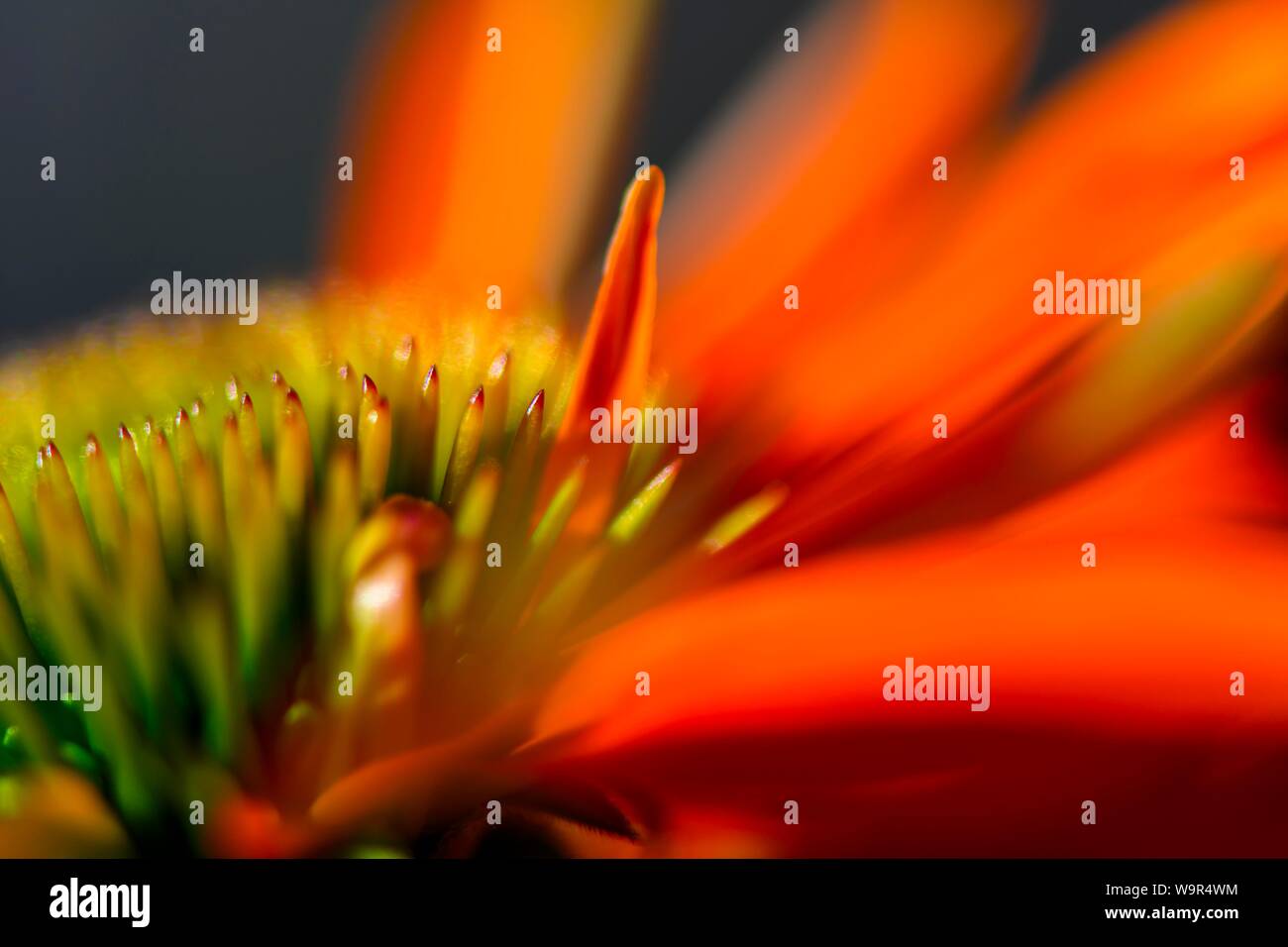 Échinacée (Echinacea rouge), l'état séminal de pétales, détail de la fleur, Bavière, Allemagne Banque D'Images