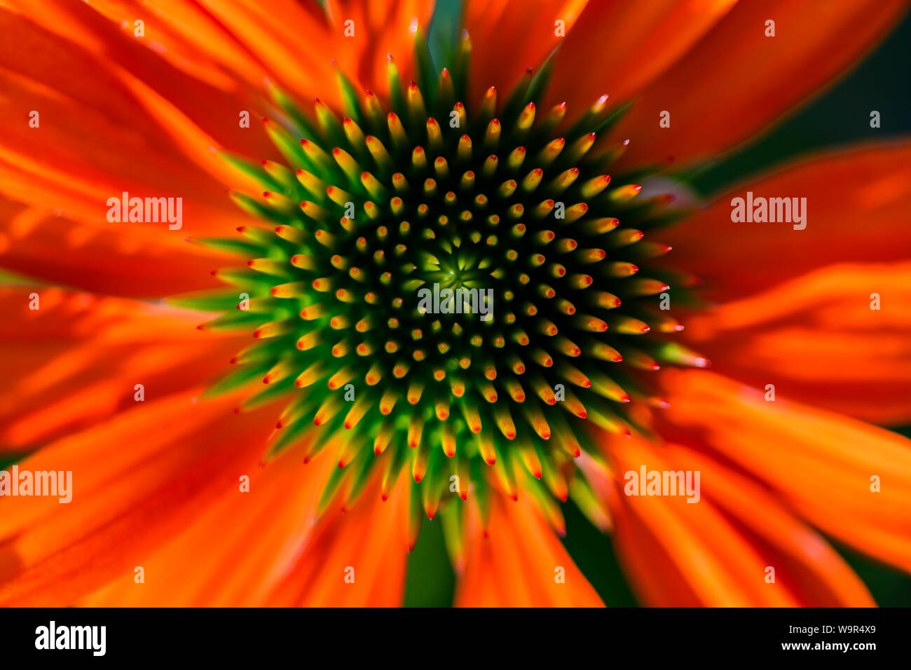 Échinacée (Echinacea rouge), l'état séminal, détail de la fleur, Bavière, Allemagne Banque D'Images