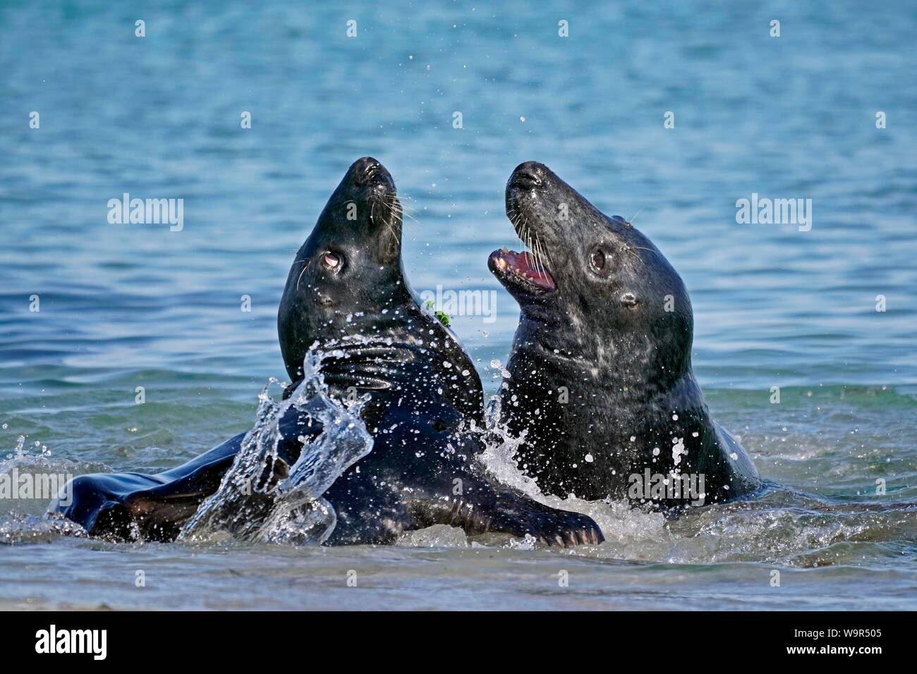 Deux phoques gris (Halichoerus grypus) combats dans l'eau peu profonde, Helgoland, Schleswig-Holstein, Allemagne Banque D'Images