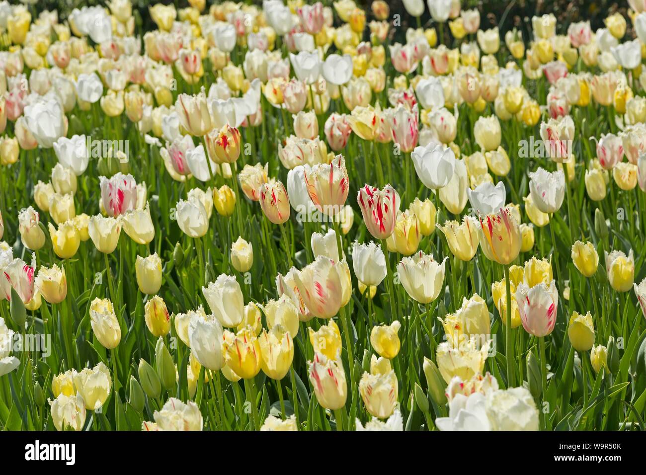 Tulip bed, Alanya, Turquie Banque D'Images