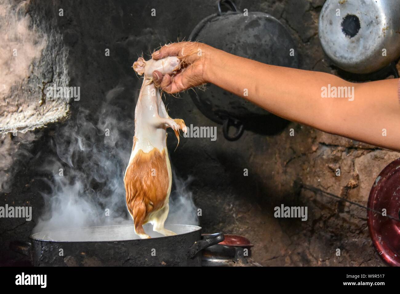 Woman holding locale Cuy cobaye géant, dans une casserole d'eau bouillante pour l'épilation, la préparation pour la préparation de plats traditionnels de Cuy, Cusco, Pérou Banque D'Images