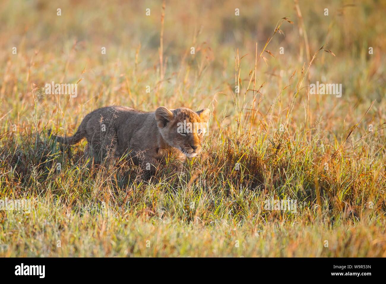 Lion (Panthera leo) marcher dans l'herbe haute, Masai Mara National Reserve, Kenya Banque D'Images