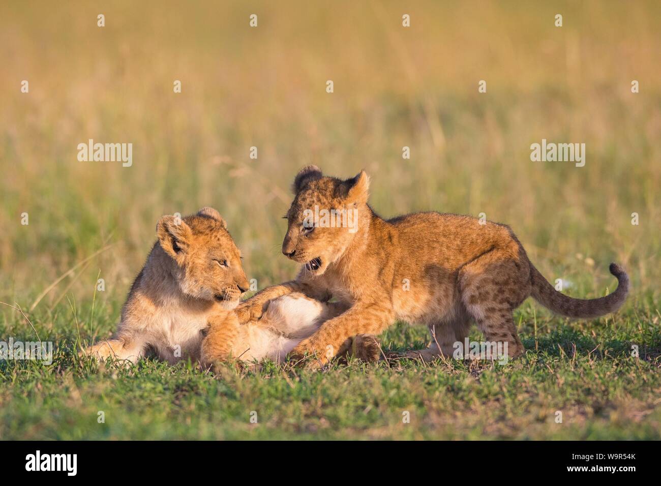 Deux oursons lion (Panthera leo) jouant dans l'herbe, Masai Mara National Reserve, Kenya Banque D'Images