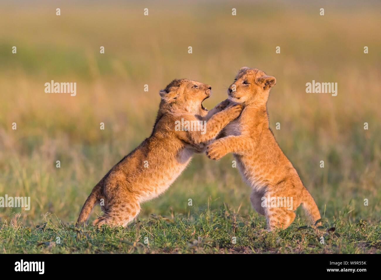 Deux oursons lion (Panthera leo) jouant dans l'herbe, Masai Mara National Reserve, Kenya Banque D'Images