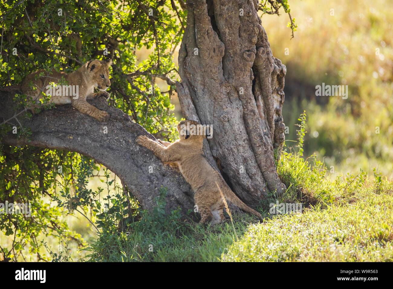 Lion cubs (Panthera leo) jouant sur un arbre, Masai Mara National Reserve, Kenya Banque D'Images