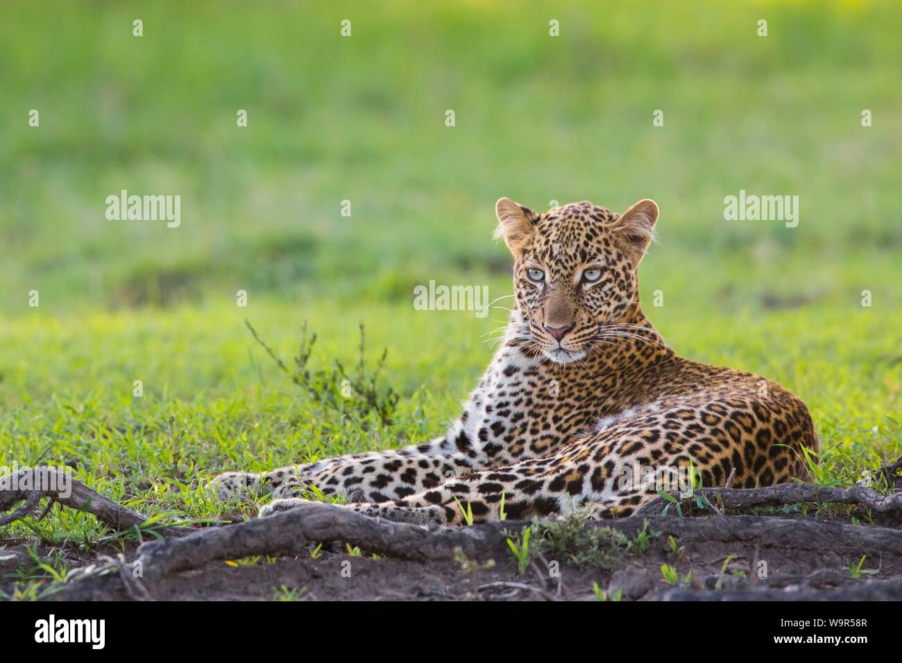 Leopard (Panthera pardus), liegend, Masai Mara National Reserve, Kenya Banque D'Images