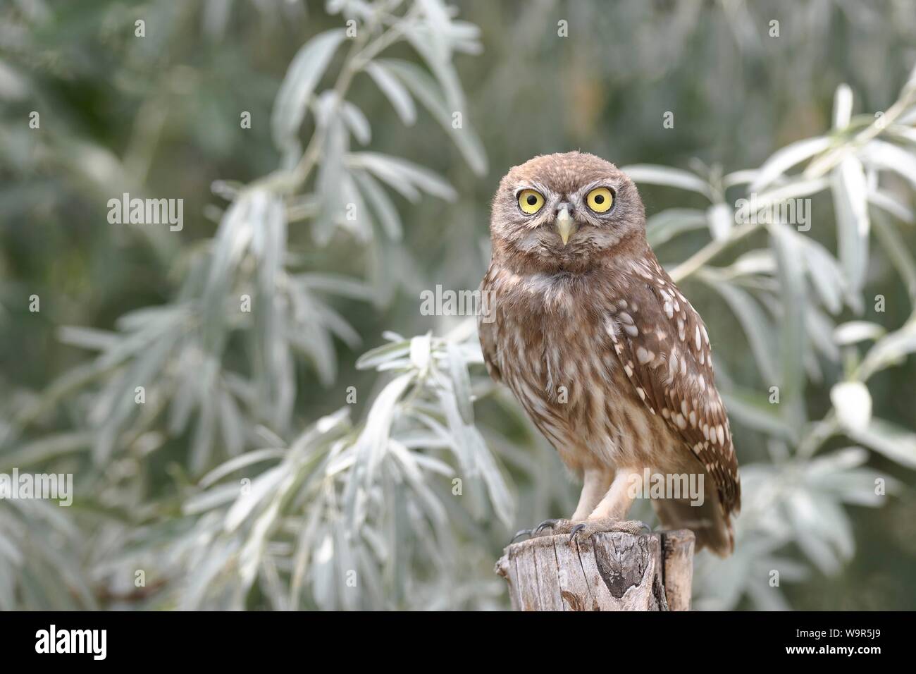 Chouette chevêche (Athene noctua), jeune oiseau debout sur post, delta du Danube, Roumanie Banque D'Images