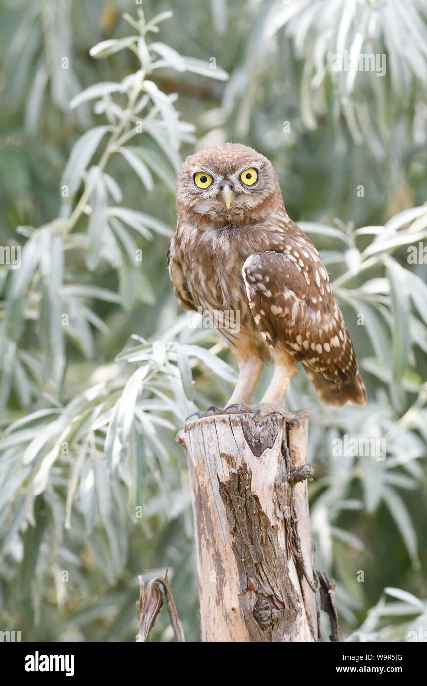Chouette chevêche (Athene noctua), jeune oiseau debout sur post, delta du Danube, Roumanie Banque D'Images