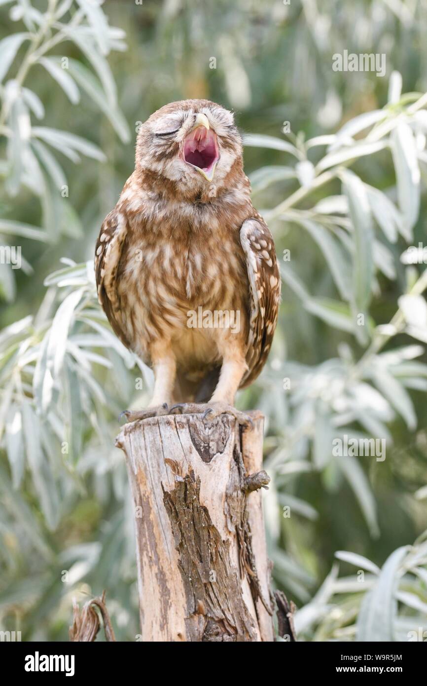 Chouette chevêche (Athene noctua), jeune oiseau debout sur post, appelant, Delta du Danube, Roumanie Banque D'Images
