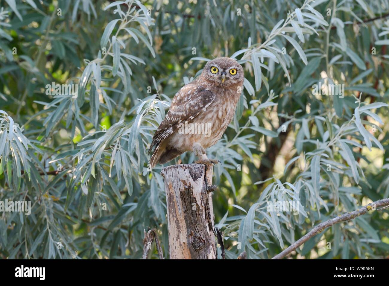 Chouette chevêche (Athene noctua), jeune oiseau debout sur post, delta du Danube, Roumanie Banque D'Images