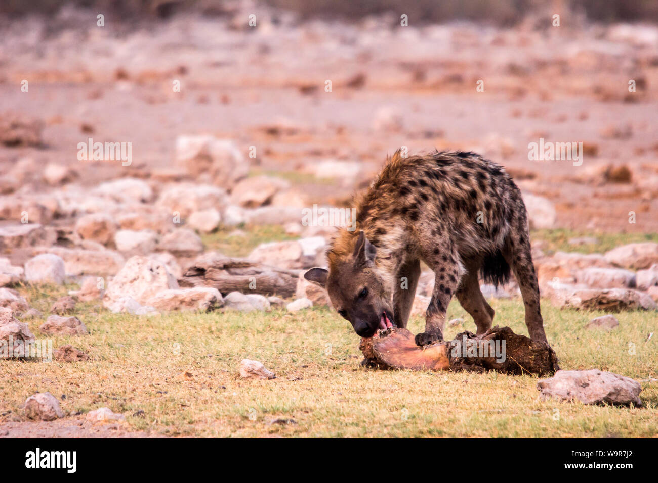 L'hyène tachetée, Parc National d'Etosha, Namibie, Afrique, (Crocuta crocuta) Banque D'Images