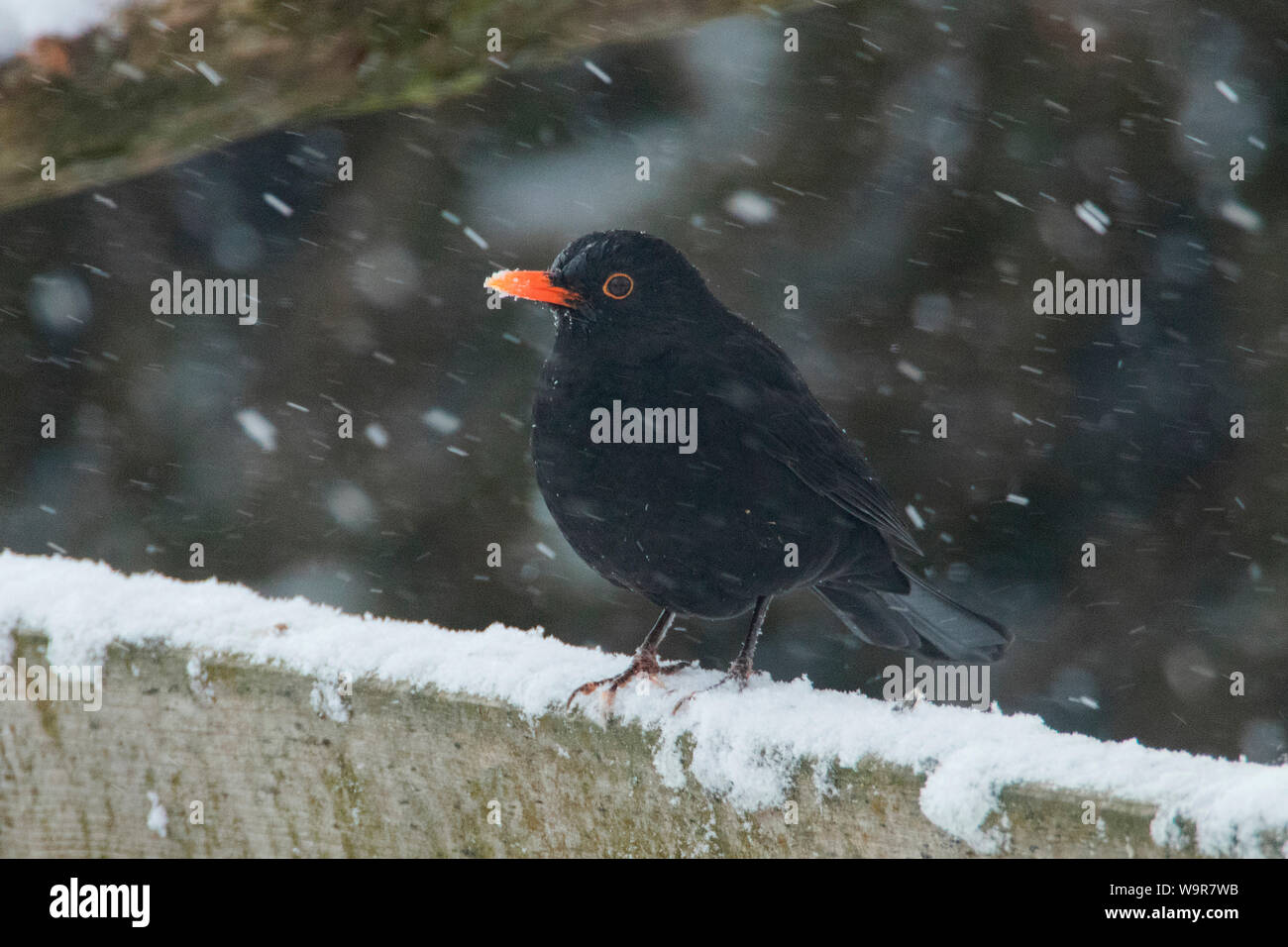 Merle noir, homme, (Turdus merula) Banque D'Images