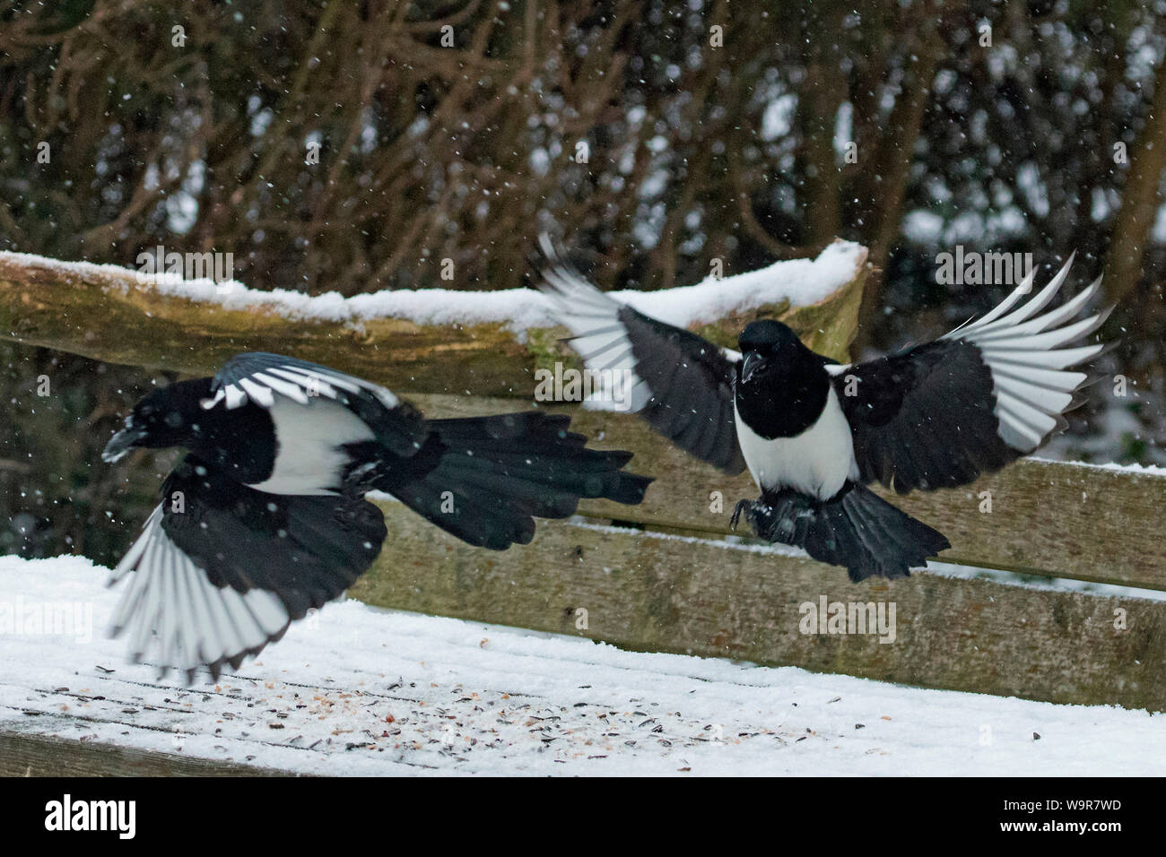 Les pies, eurasien (Pica pica) Banque D'Images