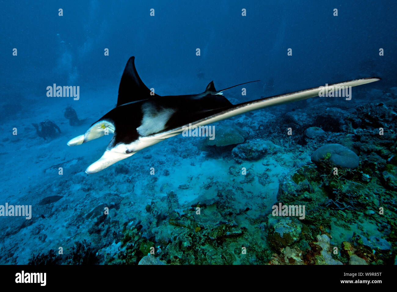En passant, reef mantaray plongeur, Manta Ray, énorme (Manta alfredi) Banque D'Images