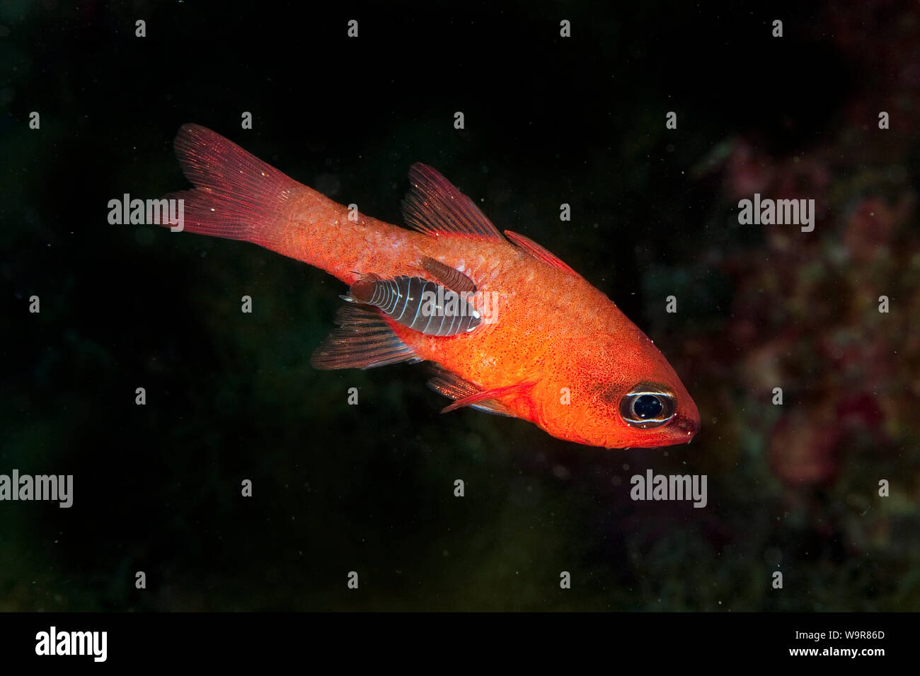 Poisson cardinal, langue-manger pou Méditerranée, est de l'Atlantique, les Açores, Golfe de Guinée, (Apogon imberbis) Cymothoa exigua, () Banque D'Images