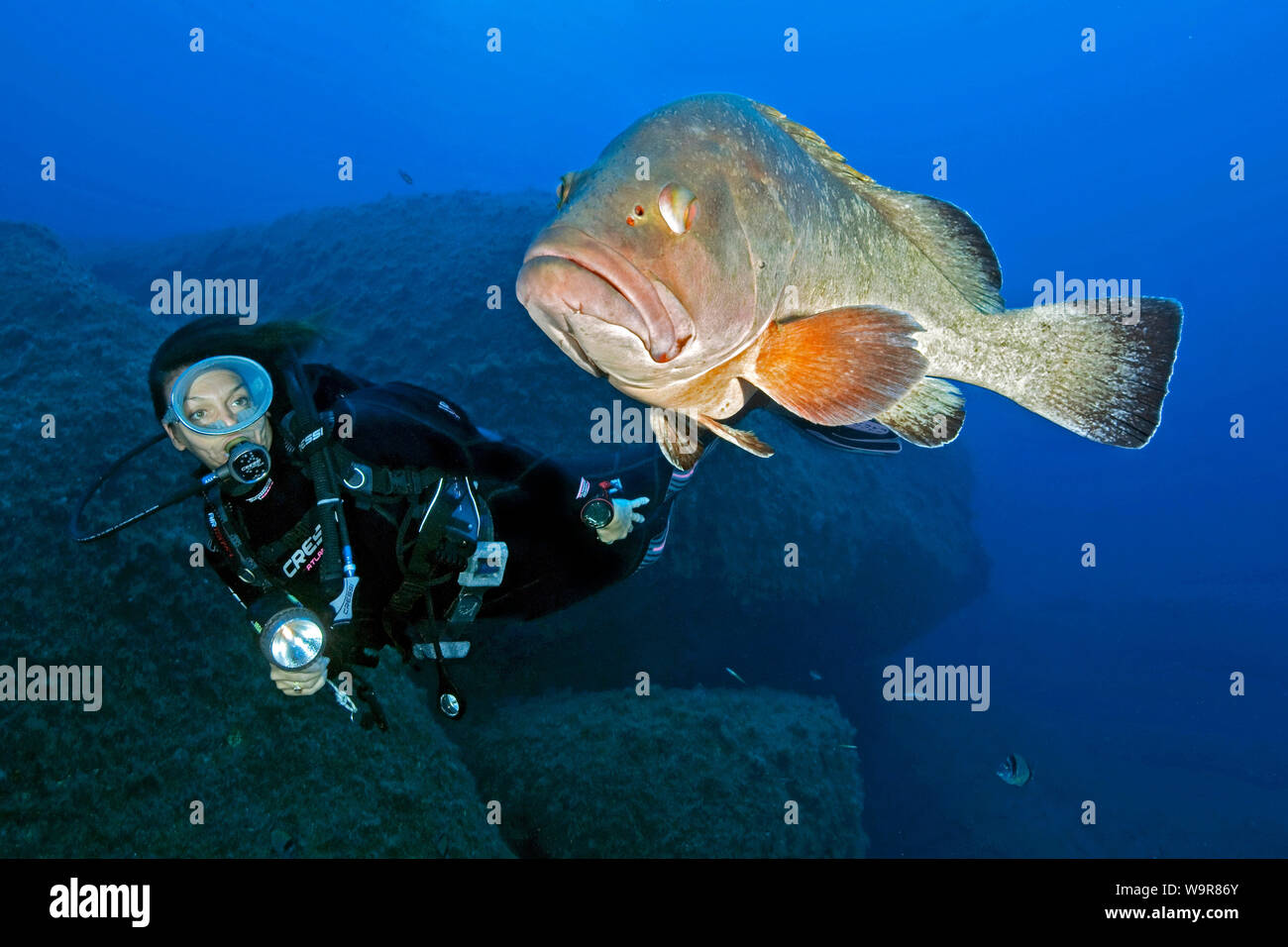 Dusky grouper, cernia diver, Iles Lavezzi, Corse, Corse, France, Europe, Méditerranée, (Epinephelus marginatus) Banque D'Images