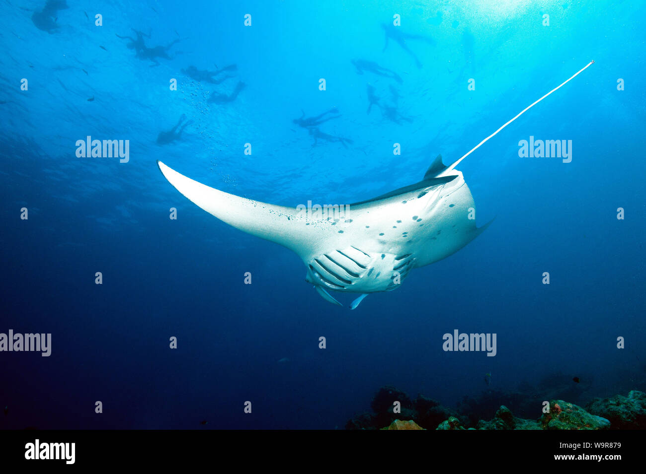 Mantaray, ray, les plongeurs en surface, Maldives, océan Indien, (Manta birostris) Banque D'Images