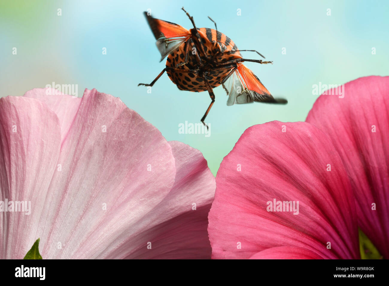 Streifenwanze (Graphosoma lineatum,), un Malvenbluete, (Malva), Deutschland, Europa Banque D'Images