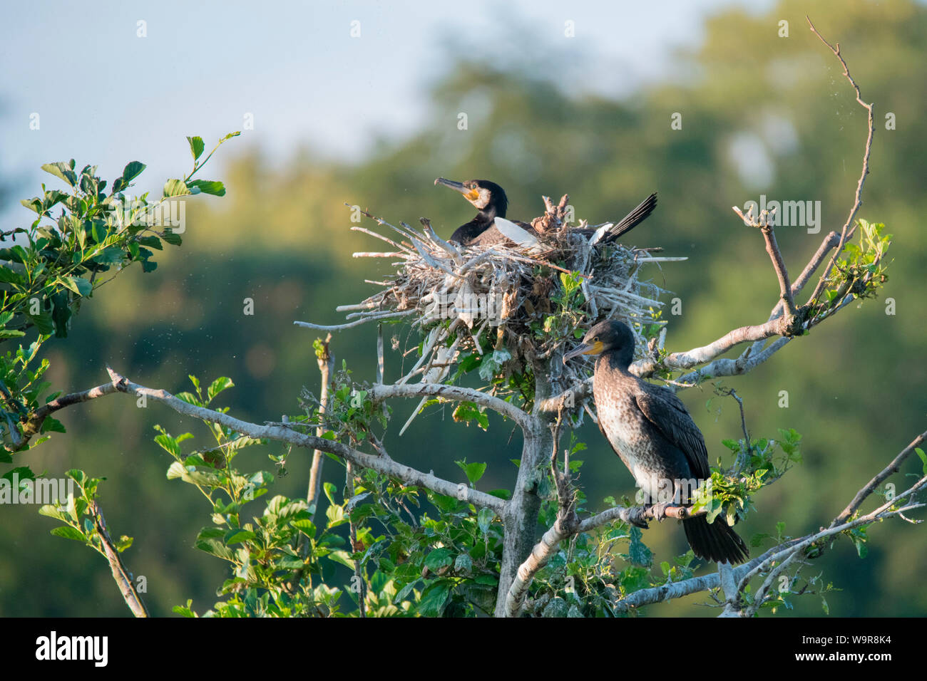 Grands cormorans, couple au nid dans la réserve naturelle, réserve d'oiseaux de la région salon Heisinger Bogen, Essen, Rhénanie du Nord-Westphalie, Europe, (Phalacrocorax carbo) Banque D'Images