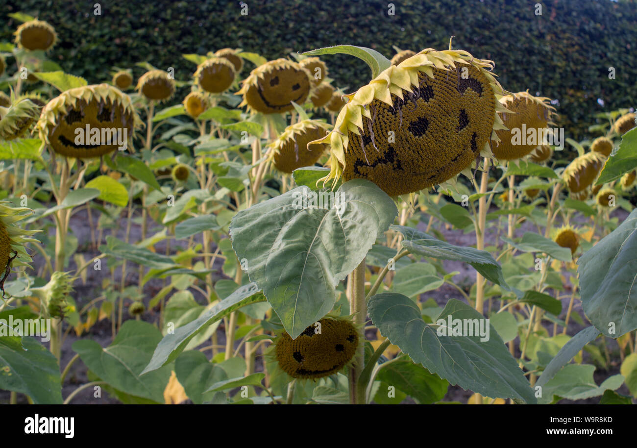 Smiling tournesols dans un champ Banque D'Images