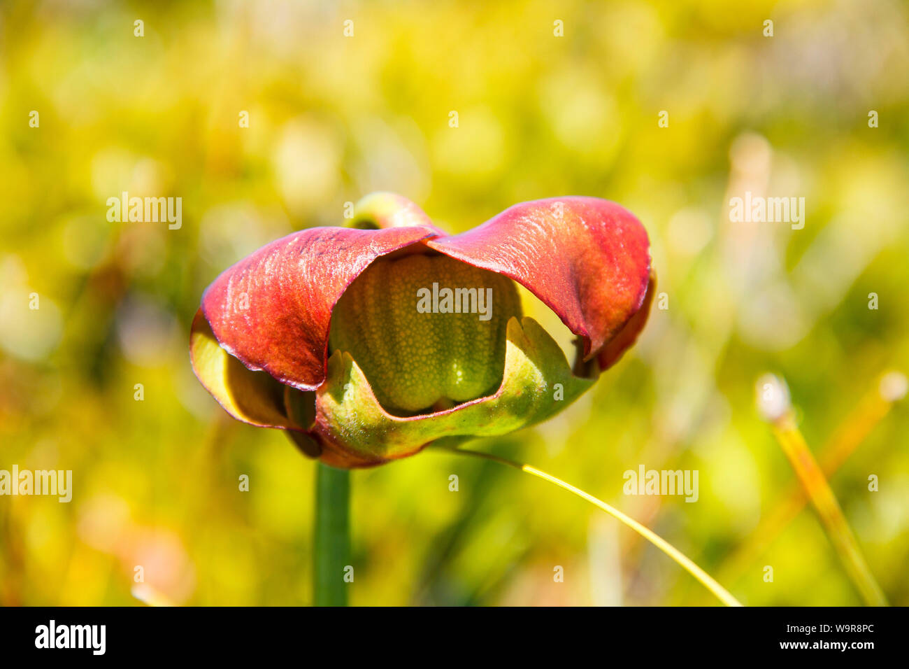 Sarracénie pourpre, parc national Kejimkujik Kejimkujik Bord, Nationalpark, Nouvelle-Écosse, Canada, (Sarracenia purpurea) Banque D'Images