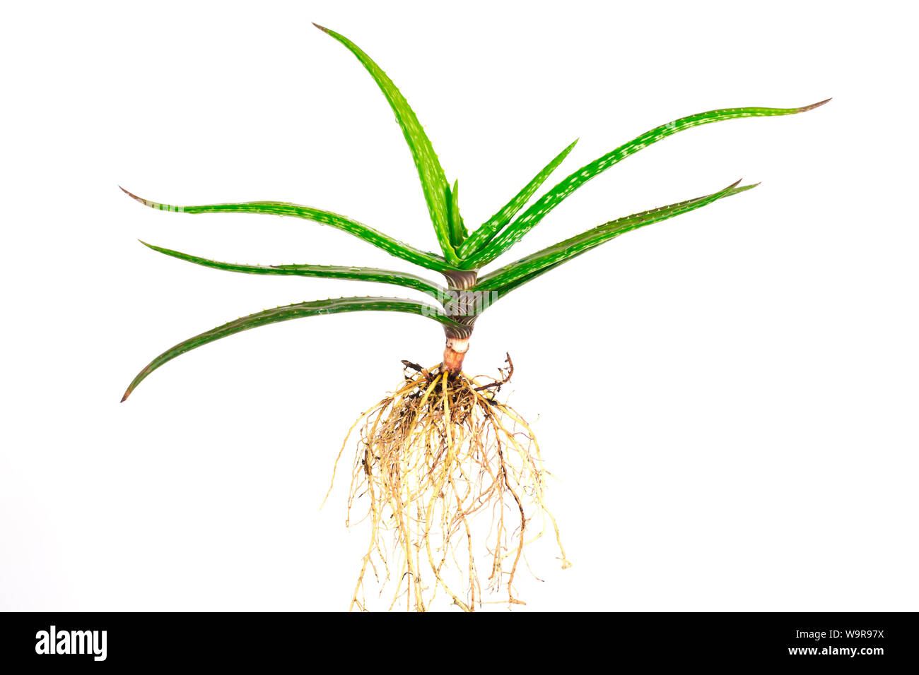 Aloe vera plant isolé sur blanc. Banque D'Images