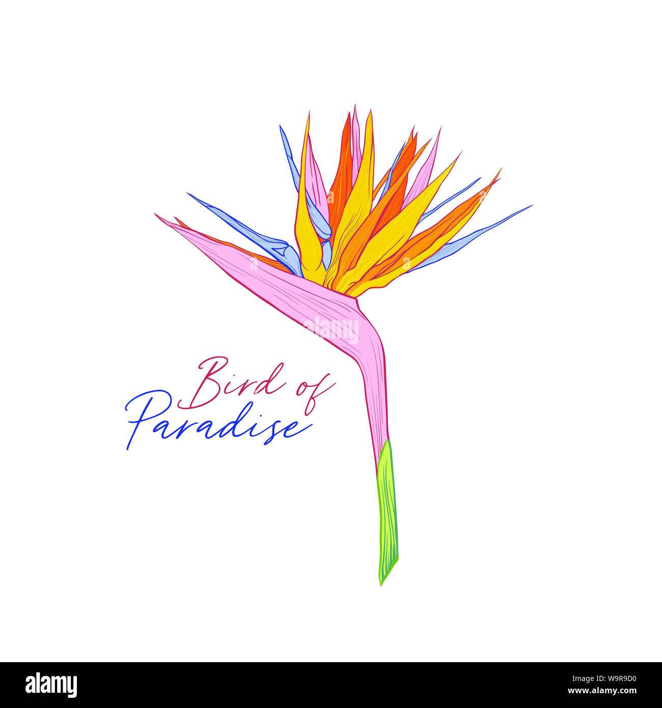 Strelitzia reginae hand drawn vector illustration. Oiseau du Paradis de l'inscription. Belle fleur, dessin animé de plantes tropicales. La flore exotique élément décoratif conception de bannière avec la calligraphie Illustration de Vecteur Strelitzia reginae hand drawn vector illustration. Oiseau du Paradis de l'inscription. Belle fleur, dessin animé de plantes tropicales. La flore exotique élément décoratif conception de bannière avec la calligraphie Illustration de Vecteur