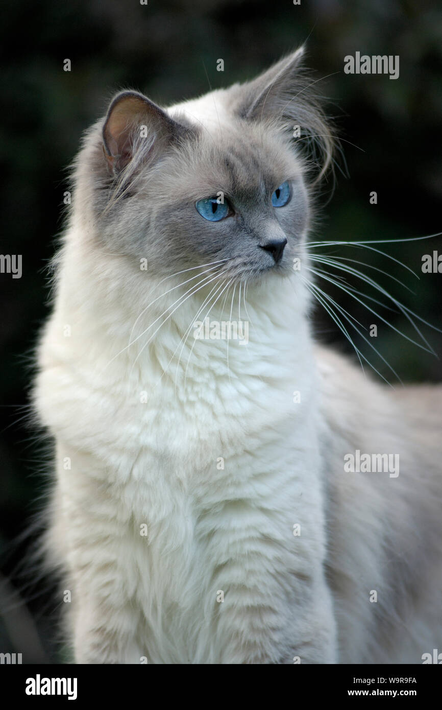 Ragdoll cat adult Banque de photographies et d’images à haute ...