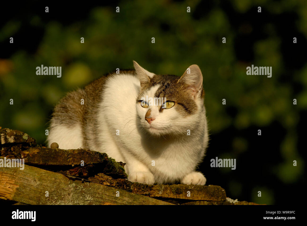 La chatte sur toit hangar en bois Banque D'Images