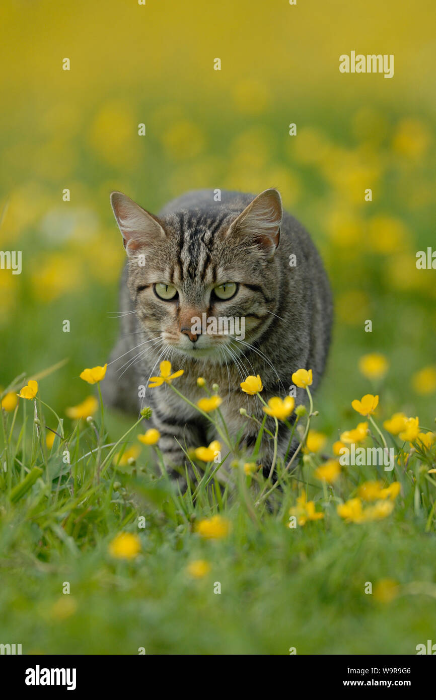 Chat domestique, tabby tomcat sur prairie en fleurs Banque D'Images