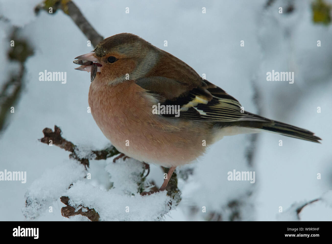 Chaffinch commun, homme, (Fringilla coelebs) Banque D'Images