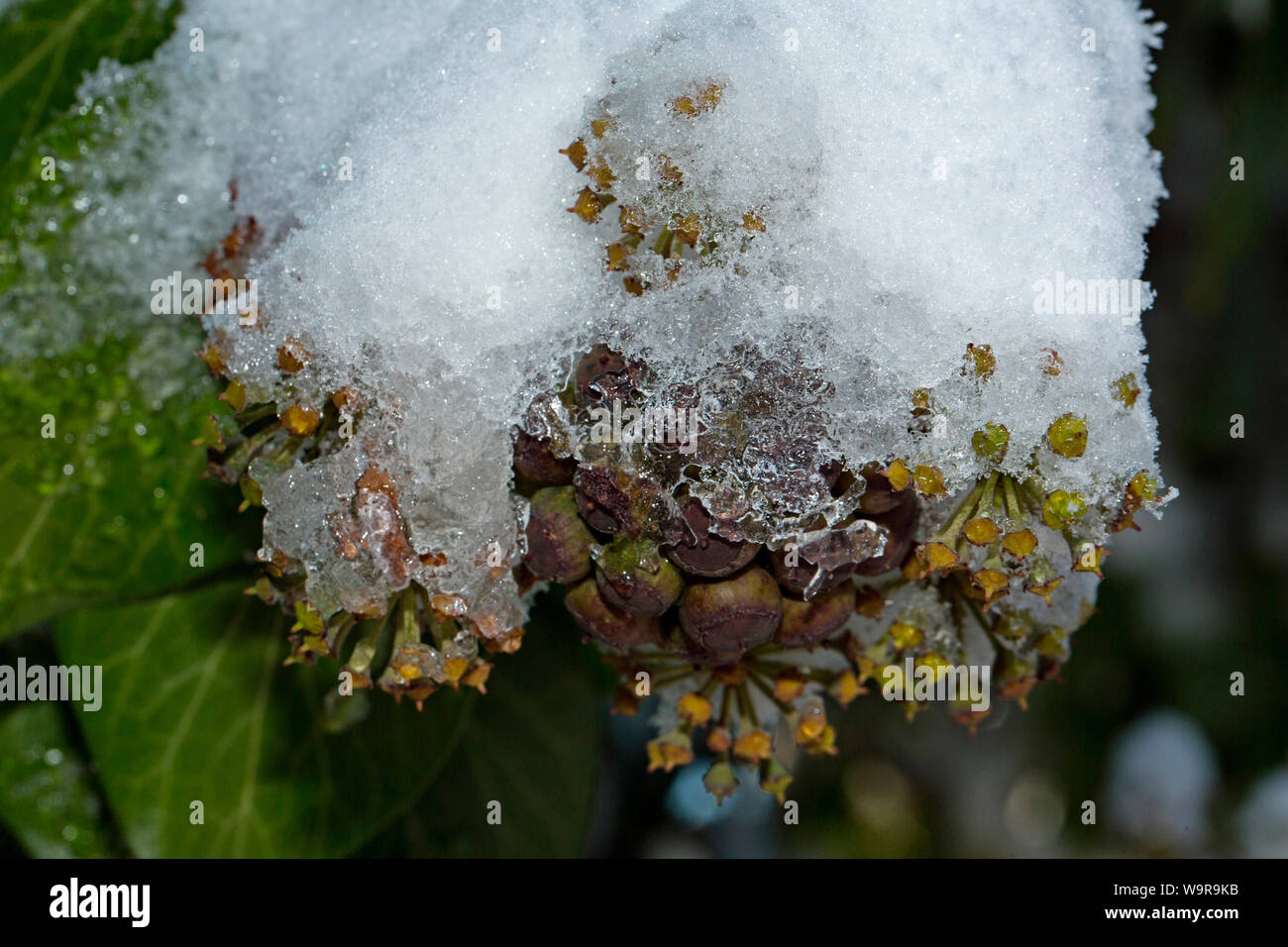 Lierre (Hedera helix), Banque D'Images