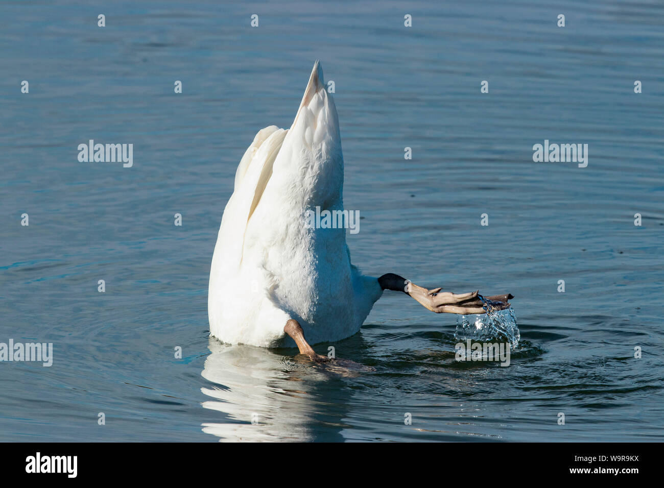 Mute swan (Cygnus olor), Banque D'Images