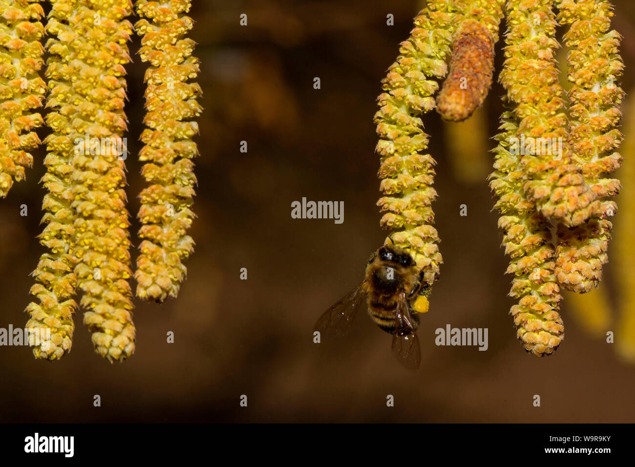 Le noisetier commun, abeille, (Corylus avellana) Banque D'Images