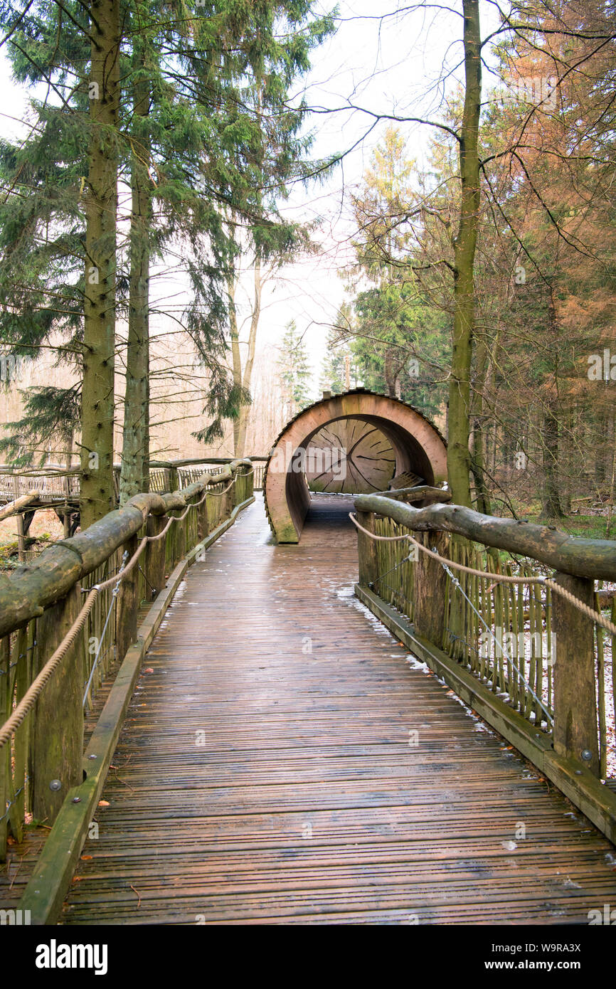 Un sentier de découverte de la nature, parc national de l'Eifel, Nordrhein-Westfalen, Germany, Europe Banque D'Images