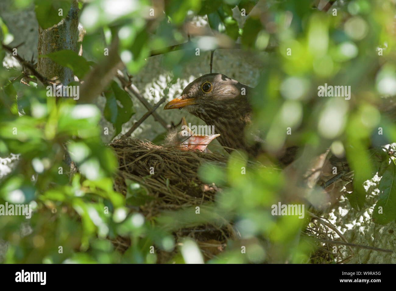 Blackbird nest, femme et des oisillons, Merle noir, Eurasian blackbird, Basse-Saxe, Allemagne, (Turdus merula) Banque D'Images
