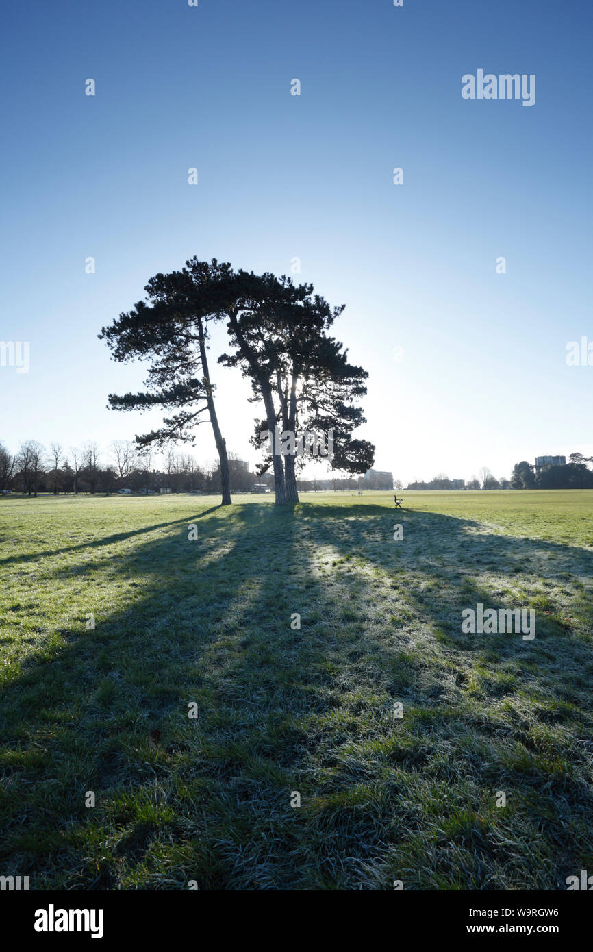 Pins sur Durdham vers le bas. Bristol. UK. Touffe de Pins savent que "Les Sept Soeurs". Banque D'Images