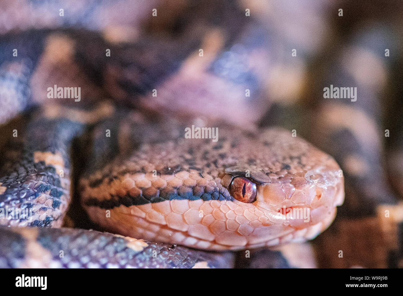 Pilsen, République tchèque. Août 15, 2019. Bushmaster (Lachesis muta) snakelets sont présentées dans une exposition des plus les serpents venimeux appelé royaume de poison dans le Zoo de Plzen, République tchèque, le jeudi, 15 août, 2019. Photo : CTK Miroslav Chaloupka/Photo/Alamy Live News Banque D'Images