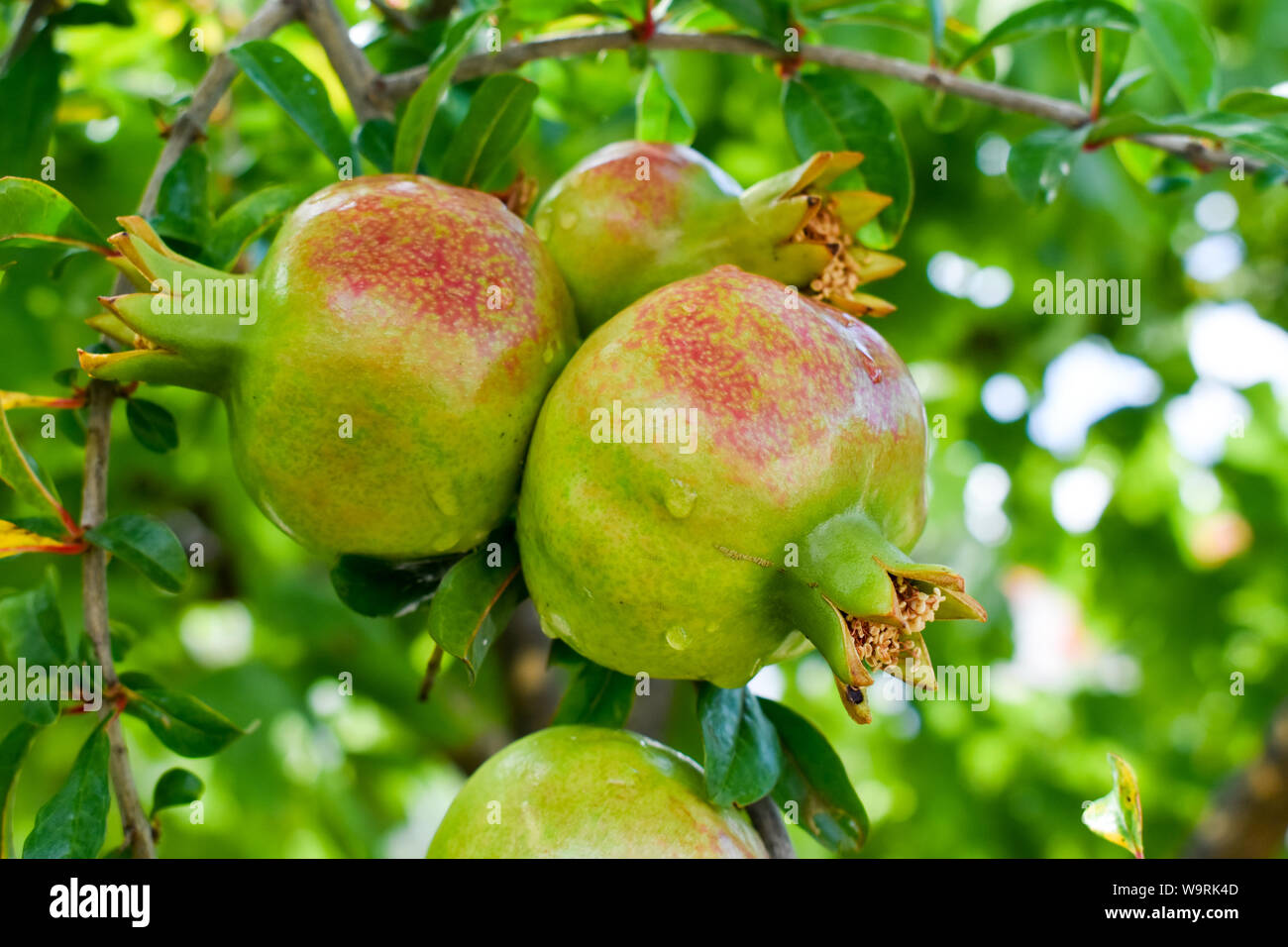 Grenade verte fruits sur branche d'arbre. Banque D'Images