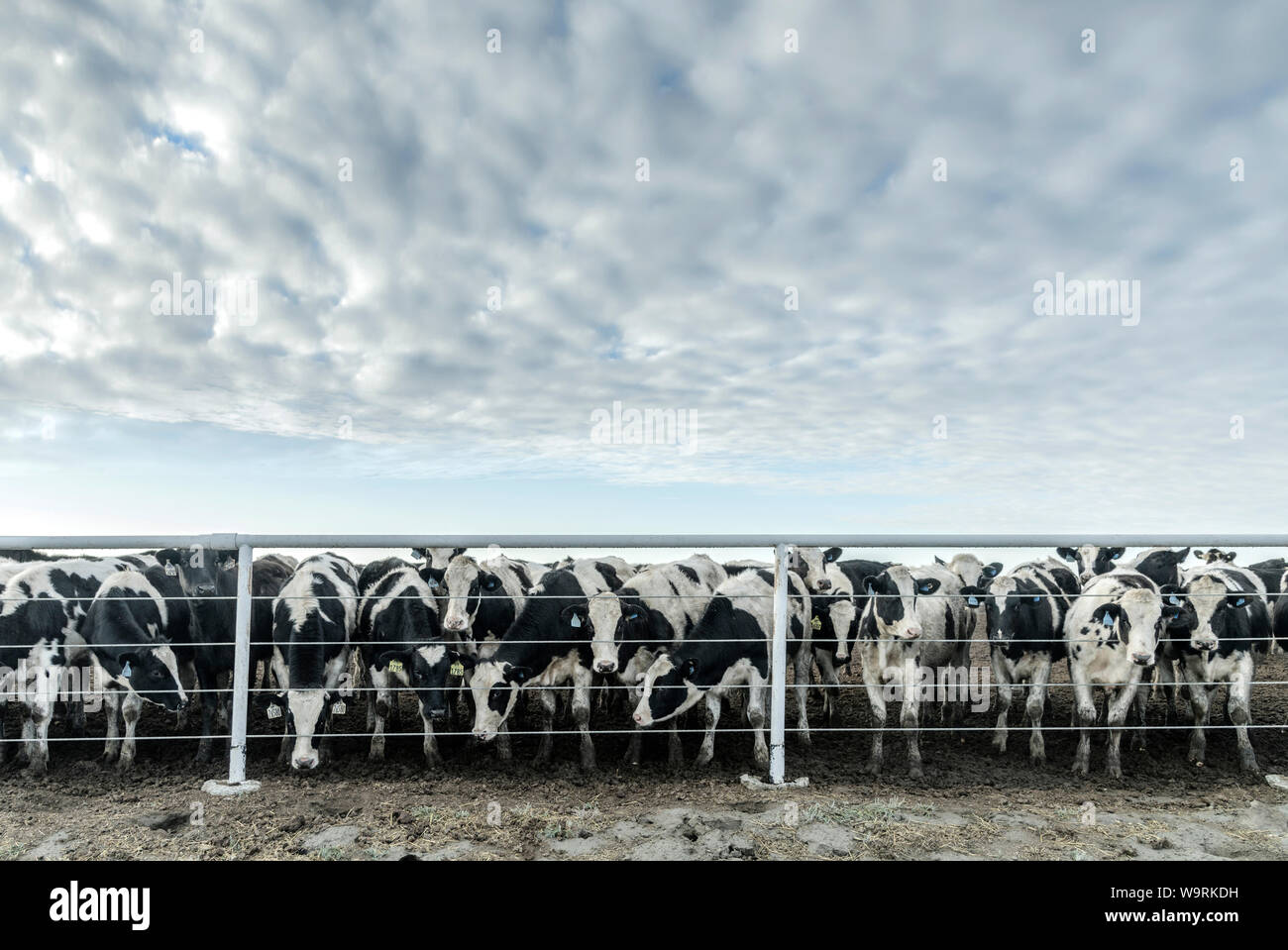 Amérique du Nord, Amérique, American,California, Vallée Centrale, Cour d'alimentation Local Caption *** *** Banque D'Images