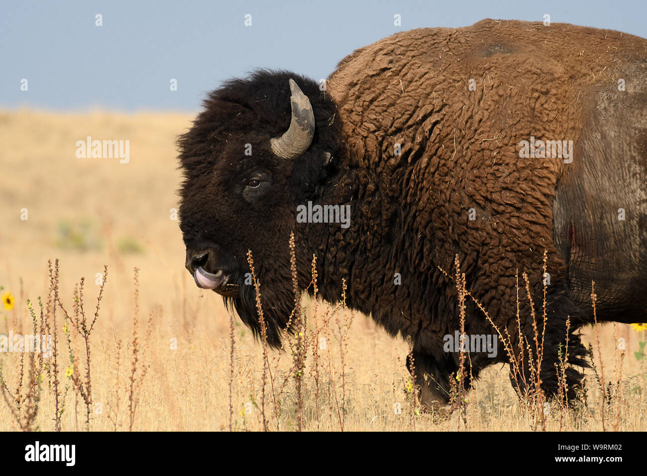 L'Amérique du Nord, Amérique, USA, Utah, Grand Bassin, Antelope Island, State Park, Bison bull *** *** légende locale Banque D'Images