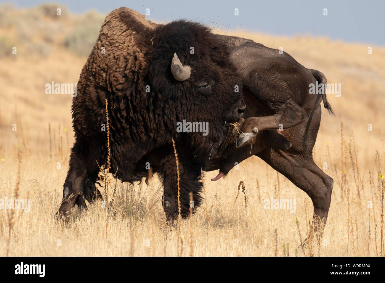 L'Amérique du Nord, Amérique, USA, Utah, Grand Bassin, Antelope Island State Park, Bison, légende locale *** *** Banque D'Images